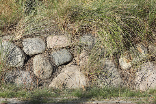 Friesenwall von Strandhafer &uuml;berwachsen