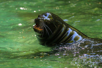 Kalifornischer Seel&ouml;we