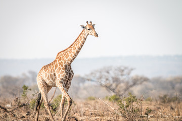 Giraffe walking in the bush.