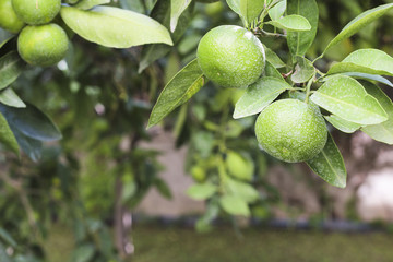 Unripe green tangerines on a tree branch