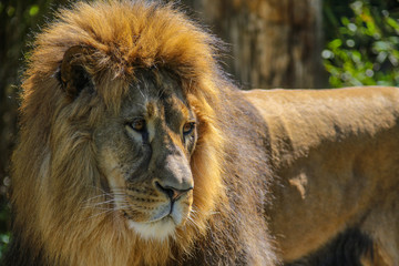 Fototapeta na wymiar Afrikanischer Löwe