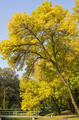 Fototapeta premium Yellow foliage in the autumn park