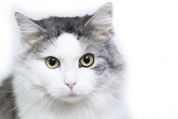 Siberian cat, portrait on a white background