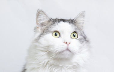 Siberian cat, portrait on a white background