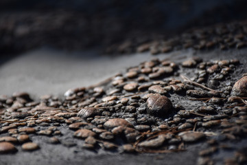 Macro view of small brown pebbles on a rock