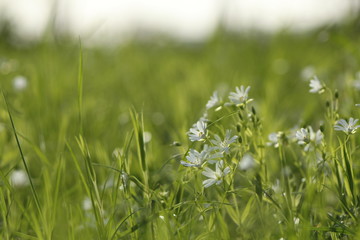 Fleurs sauvages blanches