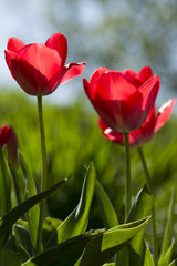 Tulipe en transparence