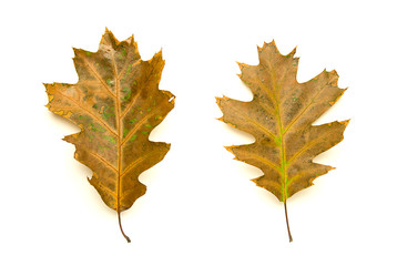 Dry fallen autumn leaf of a tree on white