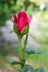 Obraz premium Red rose in the garden