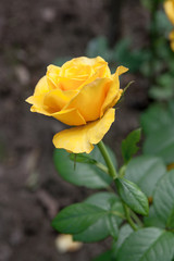 Yellow rose in the garden