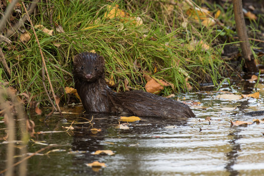 Ondatra in the water
