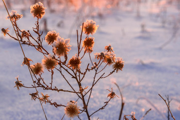 sunset grass frost snow background