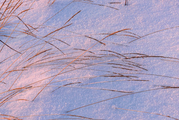 sunset grass frost snow background