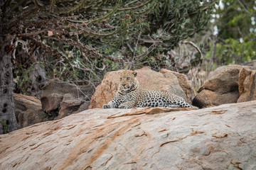 Leopard on the rocks.