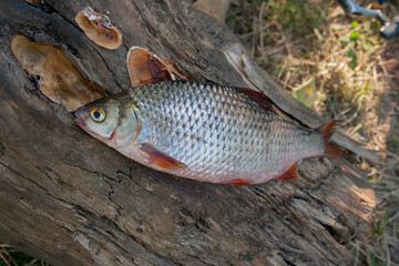 Several common roach fish on green grass. Catching freshwater fi