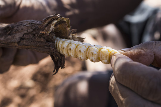 Cropped image of hand pulling out witchetty grub from broken branch