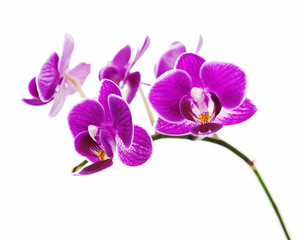 Violet orchid isolated on white background. Closeup. 