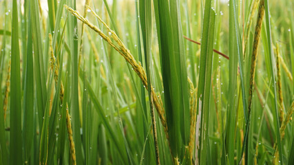Close up rice field in the morning with dew
