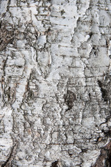 Birch bark texture as abstract background