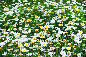 Green flowering meadow with white daisies. Closeup.