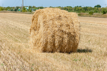 Fototapeta premium stacks of straw on sloping wheat field