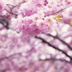 Fototapeta premium Cherry blossom flowers