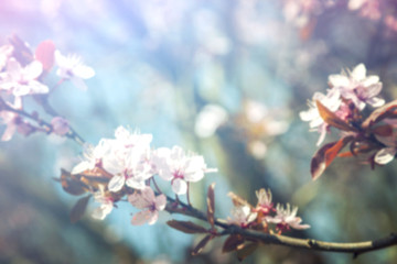 Cherry blossom blurred background