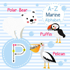 P letter tracing. Polar Bear. Pelican. Puffin. Cute children sea marine alphabet flash card. Funny cartoon animal. Kids abc education. Learning English vocabulary. Vector illustration.