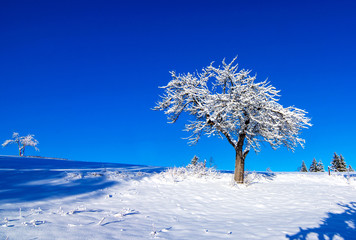 Winter landscape   in the morning.