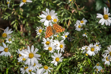 Obraz premium cosmos flower with butterfly