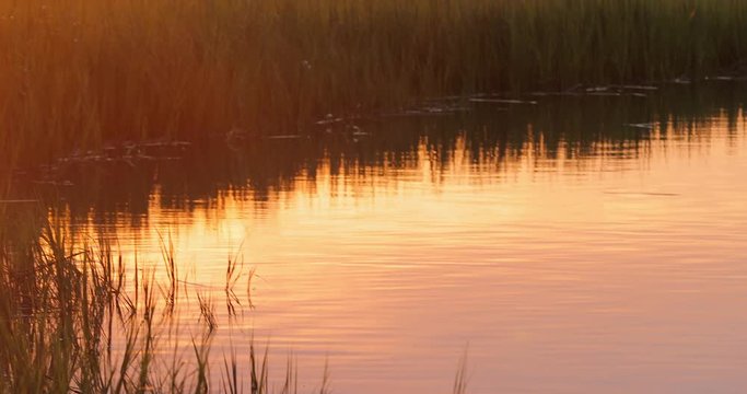 Marsh grass in golden sunset light with a boat in the distance and calm water.
