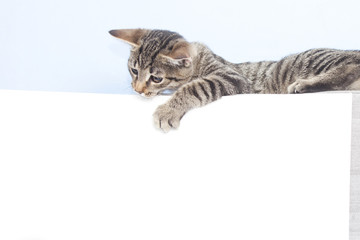 Kitten holding a white sheet