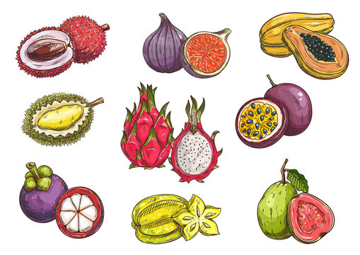 Hand drawn tropical and exotic fruits