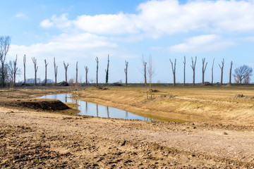 Row of trees with branches chopped off