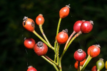 Macro photo of round tree fruit