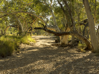 Fototapeta premium Dry River Bed Central Australia