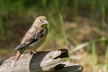 Junger Kernbeißer auf Baumstamm im Wald