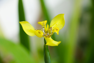 Yellow ground orchid