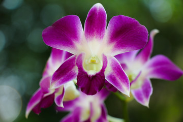 Purple orchids