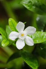 Obraz na płótnie Canvas White inda flower