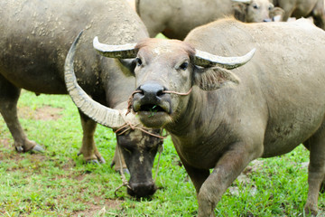 Obraz premium water buffalo grazing