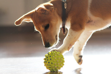 jack russel spielt mit ball