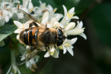 insecte butinant une fleure vu du dessus