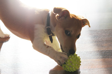 jack russel spielt mit ball