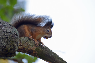 Squirrel with acorn sitting on a branch.