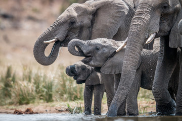 Fototapeta na wymiar Drinking herd of Elephants.