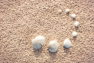 Clam mollusc shells set on sand. Van Hyning's Cockle