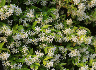 Jasmine plant with white flowers in spring