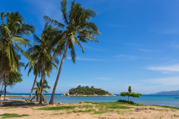Fototapeta na wymiar Palm trees on the shore of sea