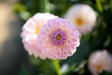 馬見丘陵公園　ダリア